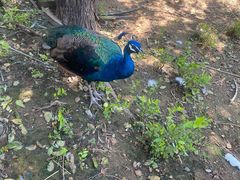 -丽泽山庄·生态怀柔菜·虹鳟鱼(红螺寺店)