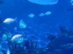 -海合安武汉极地海洋公园