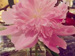 -深圳威尼斯英迪格酒店-邻芙花廊下午茶·NINFA GALLERY·蛋糕·咖啡