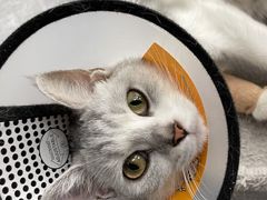 -关爱动物医院·心脏·中兽医·异宠(金牛路分院)