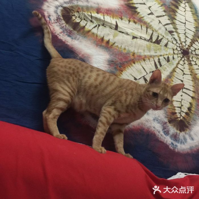 宠宠动物医院(金鸡岭街店)图片