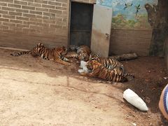 -西霞口神雕山野生动物世界