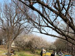-上海滨江森林公园