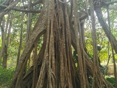 -中国科学院西双版纳热带植物园