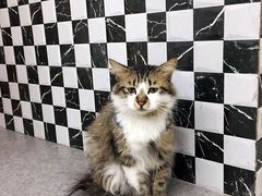 -豆老板的猫咖啡(碑林博物馆店)