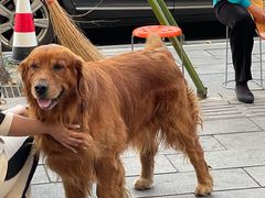 -大邑李记肥肠血旺