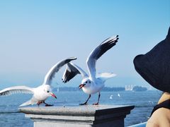 -海埂大坝