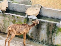 -乐和乐都动物主题乐园