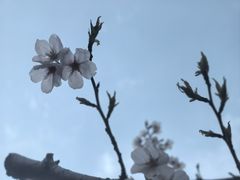 -高东镇樱花园