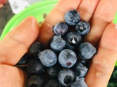 -金谷域澳洲庄园