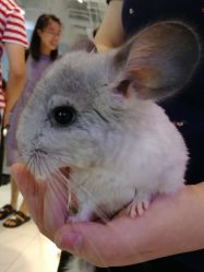 -Moni星球萌宠·小马宝莉·灵蛇·高端高阶全萌宠互动体验俱乐部(红豆国际广场店)