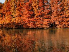 -上海海湾国家森林公园