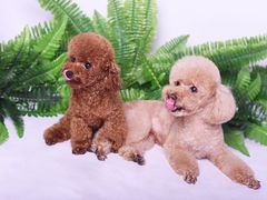 -读宠于你·约克夏比熊·睫角守宫·爬宠售卖(高新店)