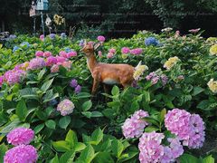 -上海共青森林公园