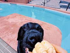 -帕帕拉兹宠物(亚洲旗舰店)