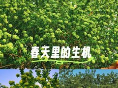 -青枫公园