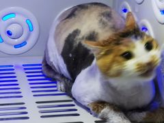 -叮叮猫咪生活馆