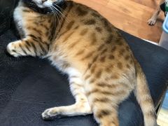 -猫色咖啡·猫咖