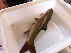 -鲜椒鱼·雅安地标性美食