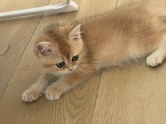 -柚子猫舍·精品猫舍购猫·猫咪认养·购宠·宠物店