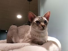 -安格丽娜·狗咖·猫咖羊驼咖(春熙路百盛商场店)
