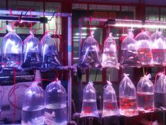 -华声天桥民俗文化园