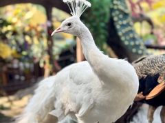 -西双版纳原始森林公园