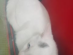 -艾吉宠物医院·疑难杂症转诊中心·猫友好(碧江路院)