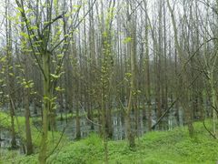 -桤木河湿地公园