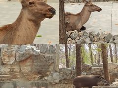 -北京野生动物园