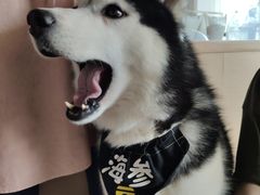 海参-Husky Go! 哈士奇体验馆·宠物咖啡厅狗咖