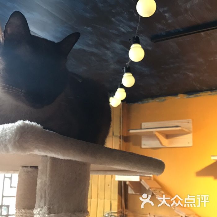 北海猫咖