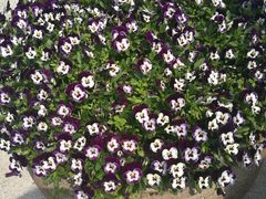 -南通洲际绿博园