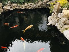 -鲤院·新中式美学·庭院餐厅(夫子庙店)