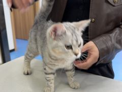 -博特宠物医院24h犬猫全科.骨科·异宠