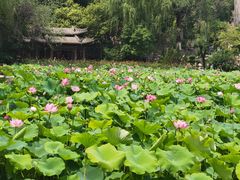 -莲湖公园