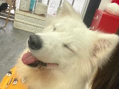 -汪说·狗咖(旺城大厦店)