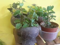 -志龙皇冠吃货椰子铺