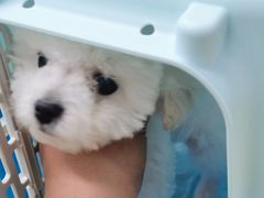 -唐小姐の猫狗洗护·购宠旗舰店(周浦万达店)