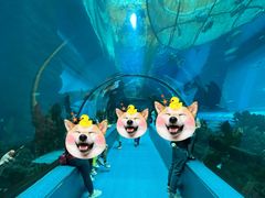 -乐从天佑城海洋馆