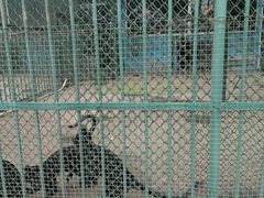 -秦皇岛野生动物园