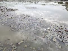 -大湾区中央湿地公园