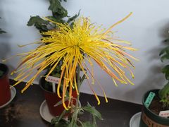 -新白鹿餐厅(龙游路总店·杭帮菜名店)