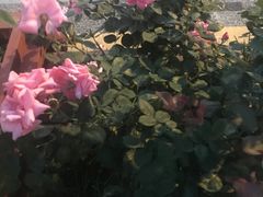 -苏州太湖国际会议中心