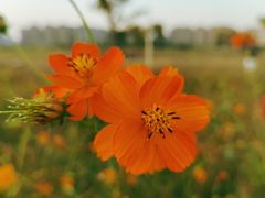 -洋湖国家湿地公园