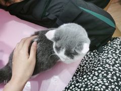 -Sweet cat·星愿猫咖(国贸大厦店)