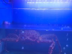 -月下料理(楷林IFC店)