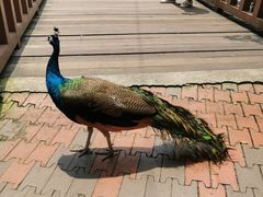 -吉隆坡雀鸟公园