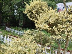-东平国家森林公园