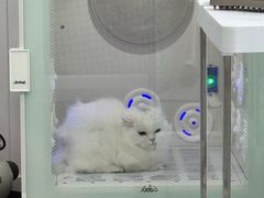 -爱洗澡的猫(望京店)